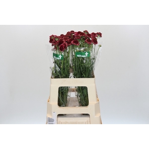 Scabiosa Scoop Sweet Cherry