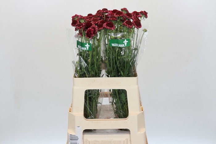 <h4>Scabiosa Scoop Sweet Cherry</h4>