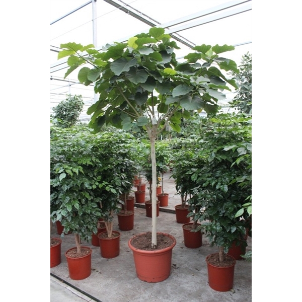 <h4>Ficus umbellata</h4>