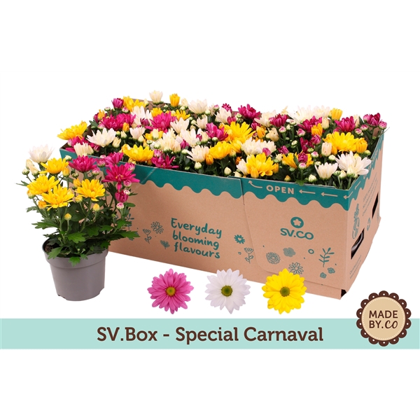 <h4>Chrysant Carnaval in SV.Box</h4>