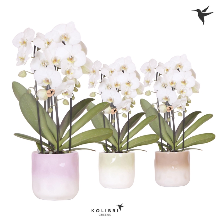 <h4>Kolibri Orchids Phalaenopsis Cascade Niagara Fall white 3 spike in Gradience pot mix</h4>