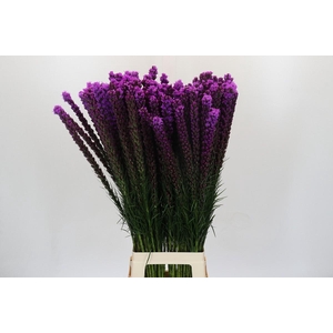 Liatris Callilepis