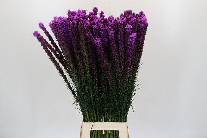 <h4>Liatris Callilepis</h4>
