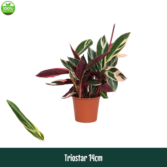 <h4>Calathea 14cm Triostar (Stromanthe) - Living</h4>
