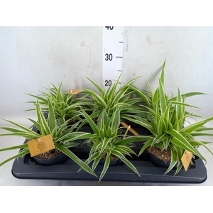 Chlorophytum com. 'Ocean'