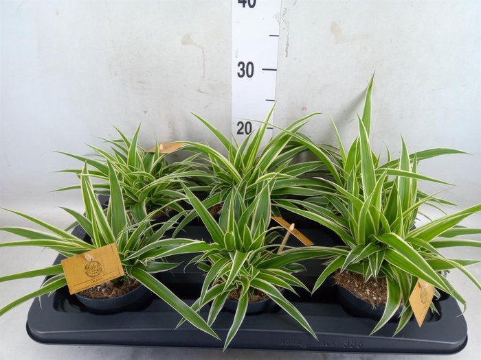 <h4>Chlorophytum com. 'Ocean'</h4>