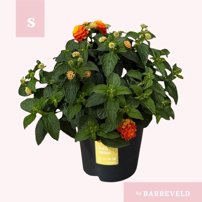 <h4>Lantana camara Simon Orange</h4>