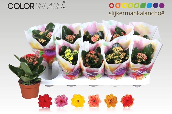 <h4>KAL GE GEM 6 KL</h4>