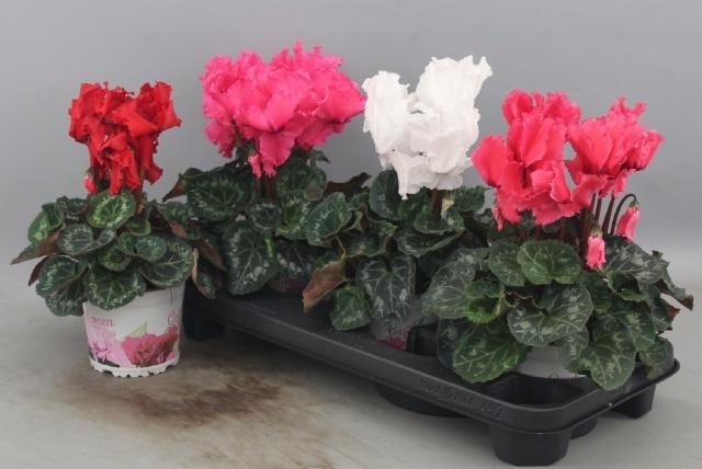 <h4>CYCL GR HAL CURLY</h4>