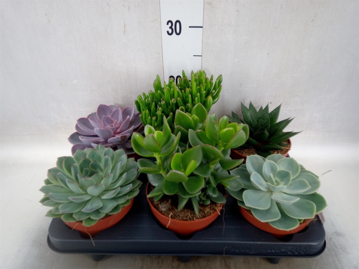 <h4>Succulents   ...mix 6</h4>