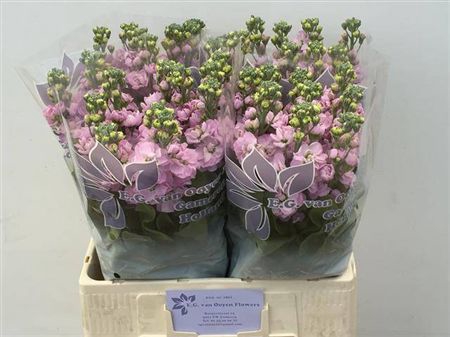 <h4>Matth Mathilda Pink</h4>