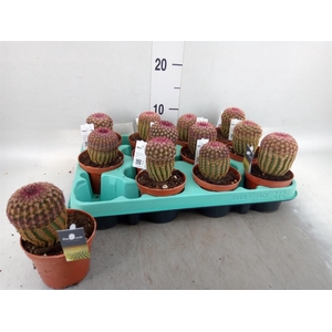 Cereus   ...