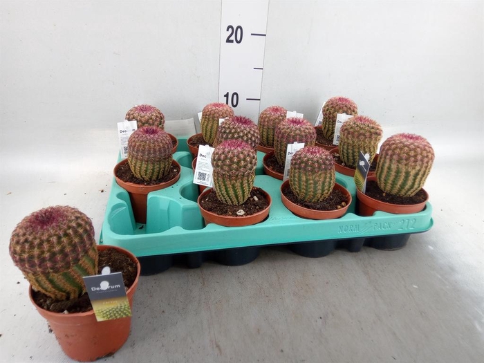 <h4>Cereus   ...</h4>