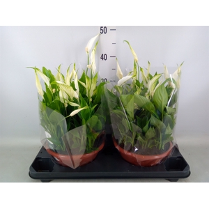 Spathiphyllum  'Bellini'