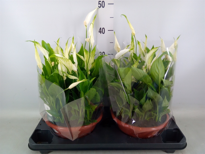 <h4>Spathiphyllum  'Bellini'</h4>