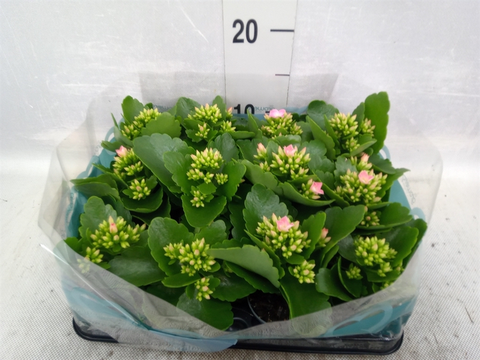 <h4>Kalanchoe blos.   ..</h4>