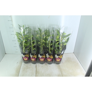 DENDROBIUM P12 PREMIUM
