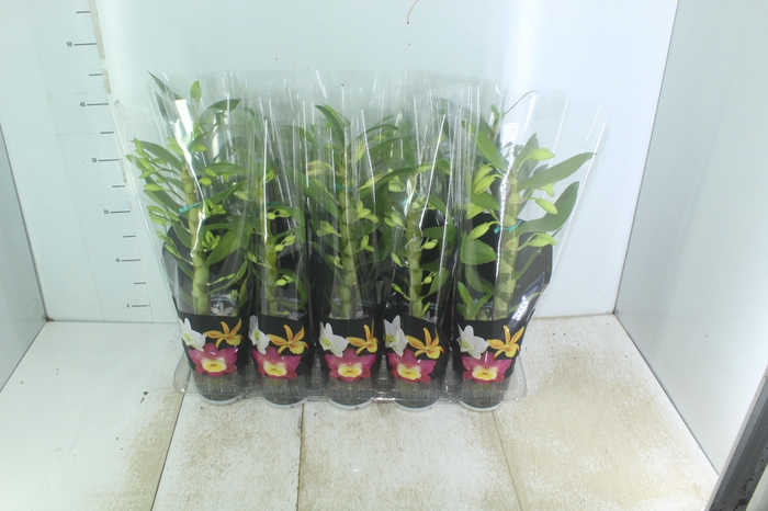 <h4>DENDROBIUM P12 PREMIUM</h4>