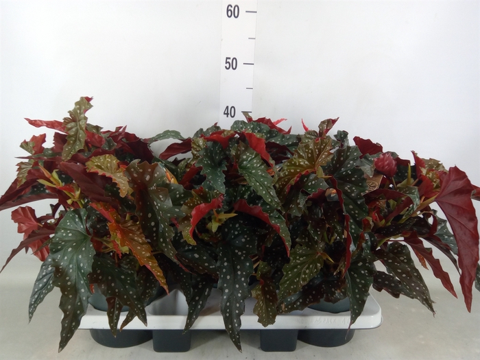 <h4>Begonia BD mac. 'Black Forest'</h4>