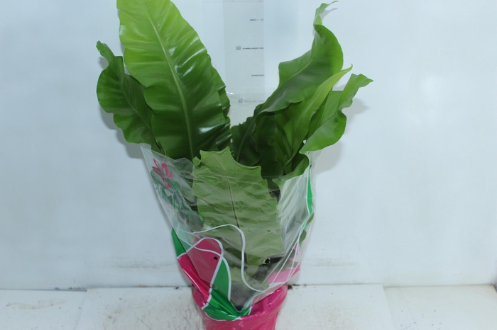 <h4>ASPLENIUM NIDUS P19</h4>
