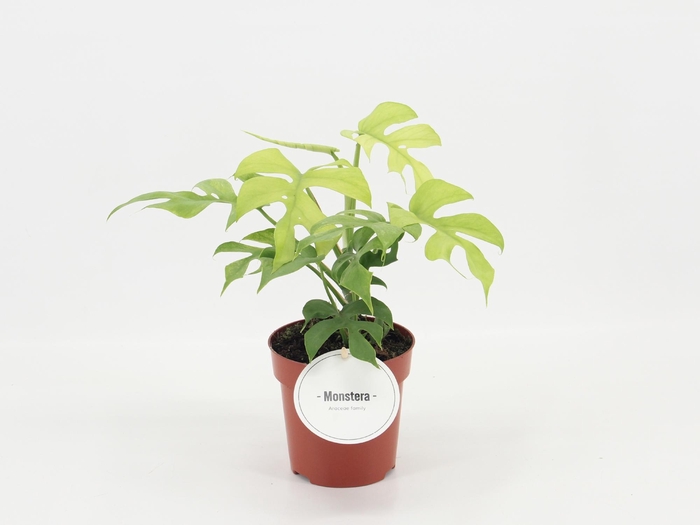 <h4>Rhaphidophora Tetrasperma Goldrush</h4>