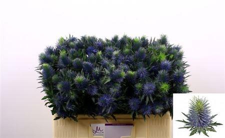 <h4>Eryn Supernova</h4>