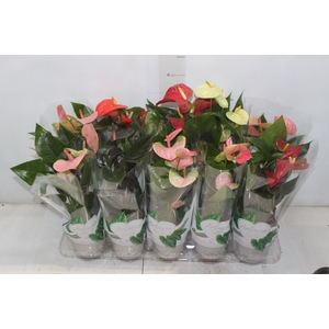 ANTHURIUM VARIADO P12