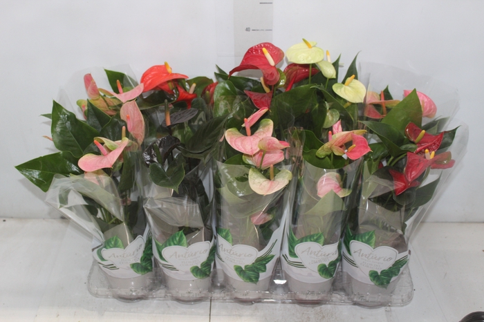 <h4>ANTHURIUM VARIADO P12</h4>