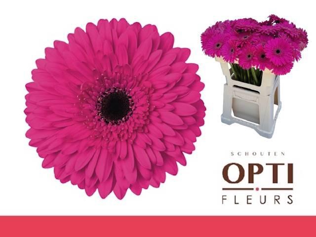 <h4>GE GR MADEIRA</h4>