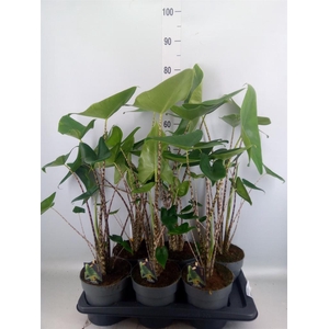 Alocasia zebrina