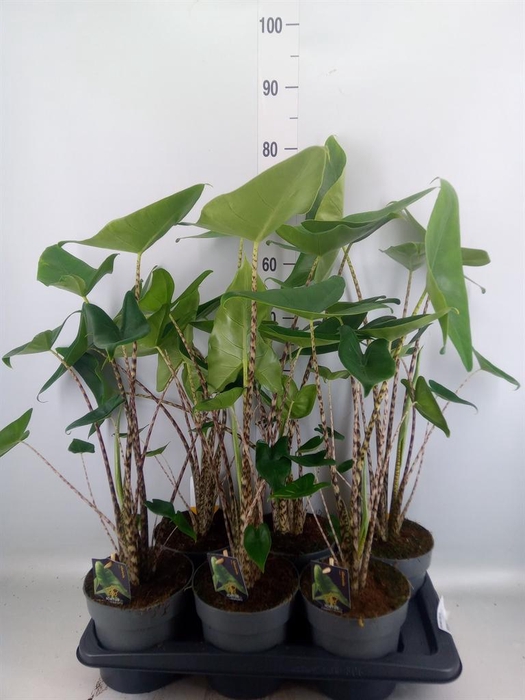 <h4>Alocasia zebrina</h4>