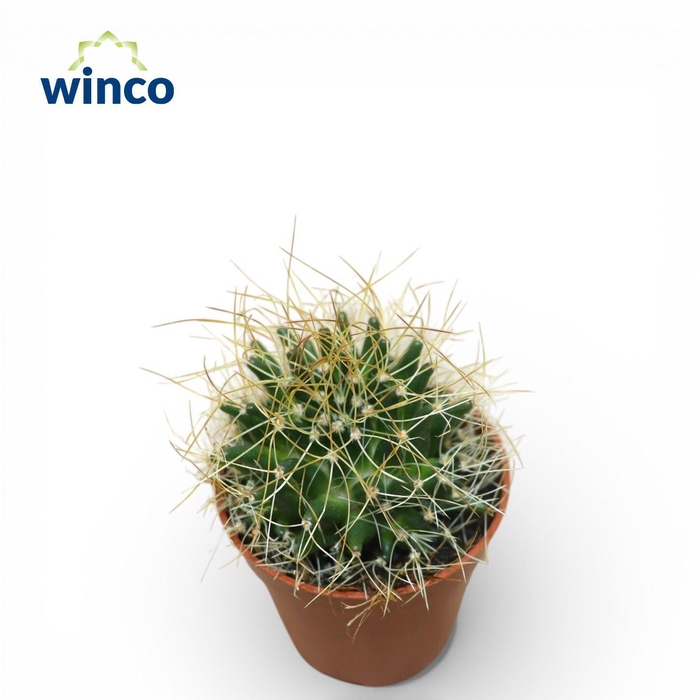 <h4>Escobaria Missouriensis Compacta</h4>