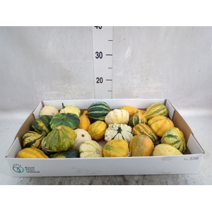 Cucurbita pepo 'Maya Mix'