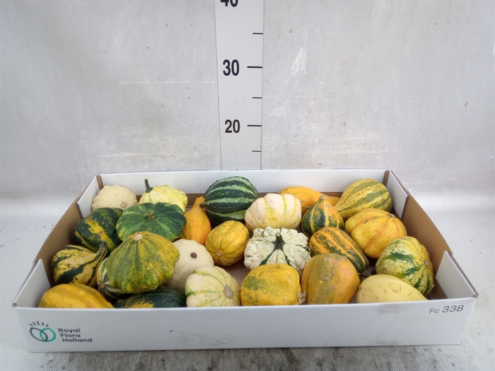 <h4>Cucurbita pepo 'Maya Mix'</h4>