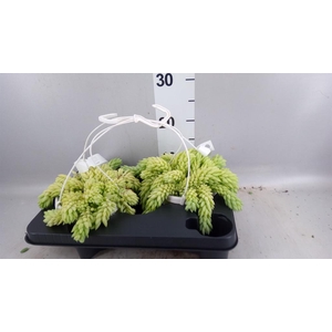 Sedum morganianum