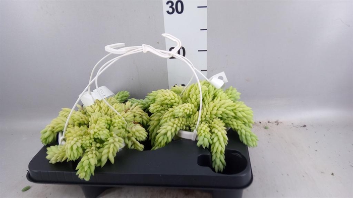 <h4>Sedum morganianum</h4>