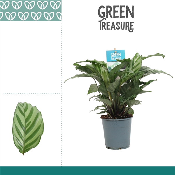 <h4>Calathea Freddie</h4>