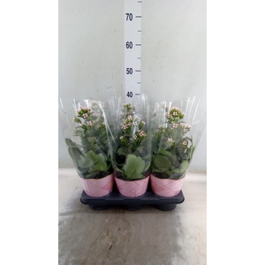 Kalanchoe blos. 'Feminine Pink'