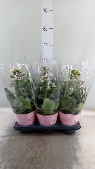 <h4>Kalanchoe blos. 'Feminine Pink'</h4>