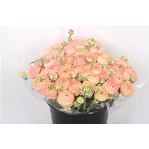 Ran.. Su Tuareg Extra X50