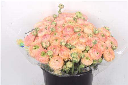 <h4>Ran... Su Tuareg Super X50</h4>