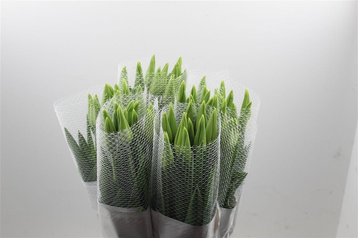 <h4>Tu Fr En Maureen Super</h4>