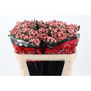 Hyp Lovely Romance 60cm