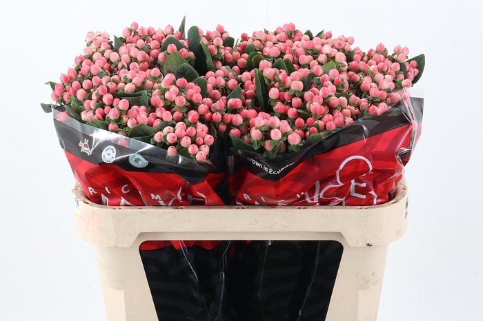 <h4>Hyp Lovely Romance 60cm</h4>