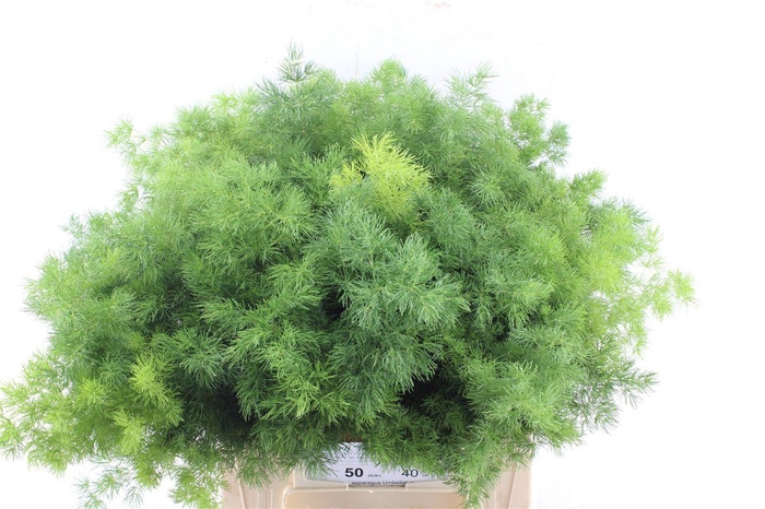 <h4>Asp Umbellatus</h4>
