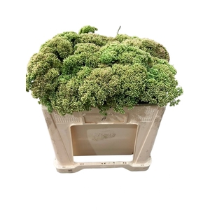 SEDUM HERBSTFREUDE