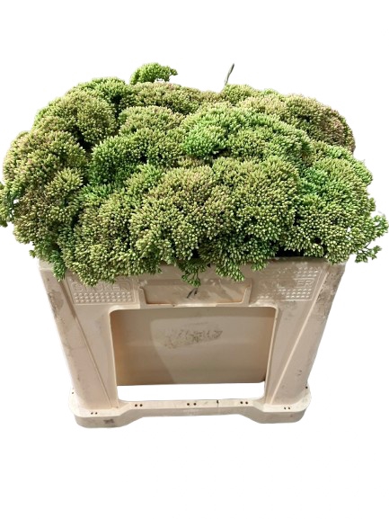 <h4>SEDUM HERBSTFREUDE</h4>