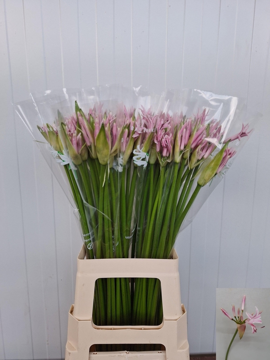 <h4>NE BO BERENICE</h4>