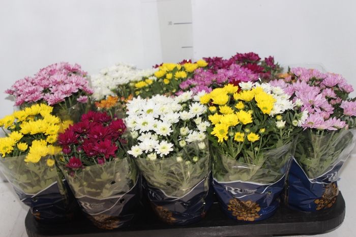 <h4>CRISANTEMO MINI P11</h4>