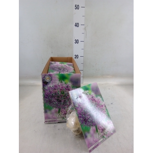 Allium   ...flowerbulbs